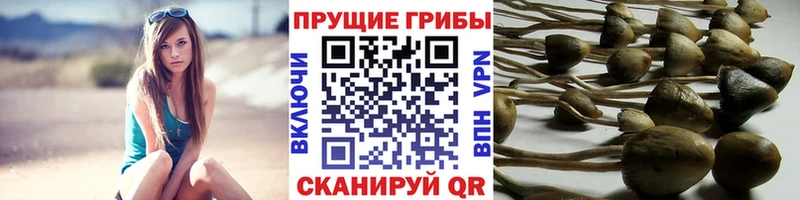 ОМГ ОМГ ТОР  Брюховецкая  Псилоцибиновые грибы Psilocybe 